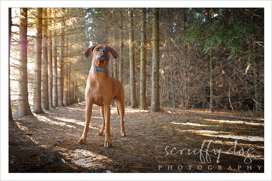 dog photography ridgeback 65