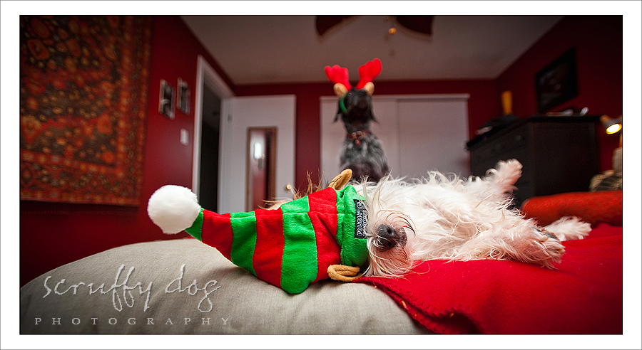 Christmas Pet Photography Near Me / Christmas In January Moi Du Toi