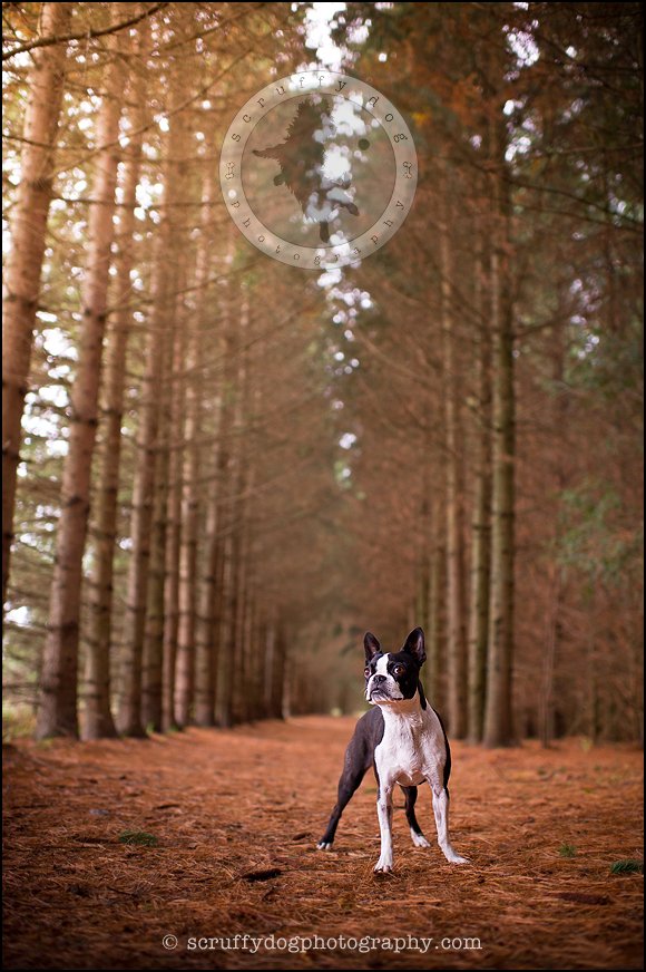 another facebook recap {Ontario pet photographer} » scruffy dog