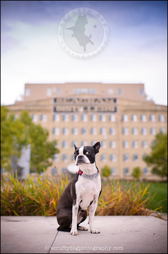 scruffy dog photography awardwinning professional pet photographer