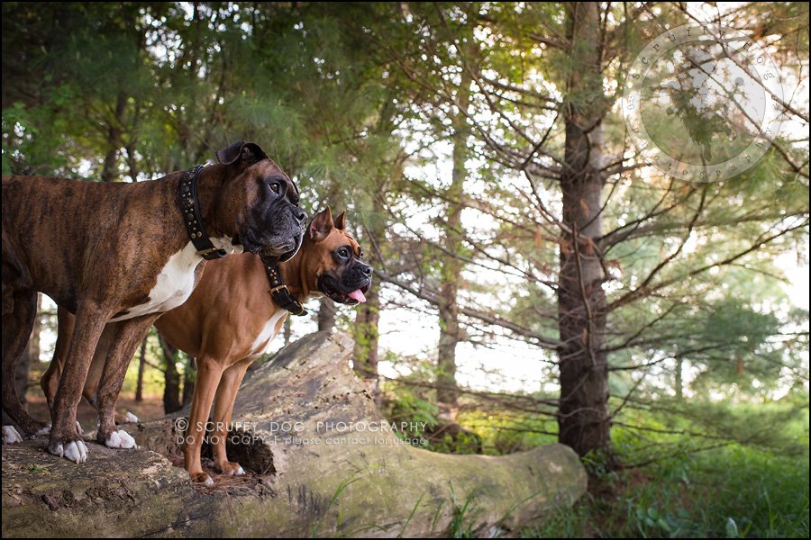 Capone &amp; Echo ~ {Windsor pet photographer} » scruffy dog ...