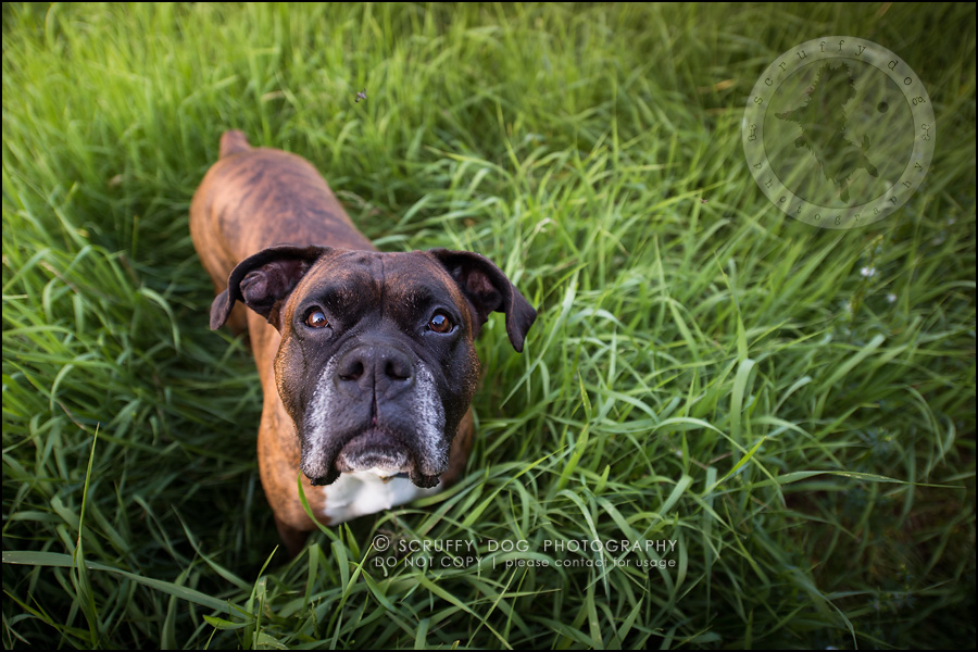 Capone &amp; Echo ~ {Windsor pet photographer} » scruffy dog ...