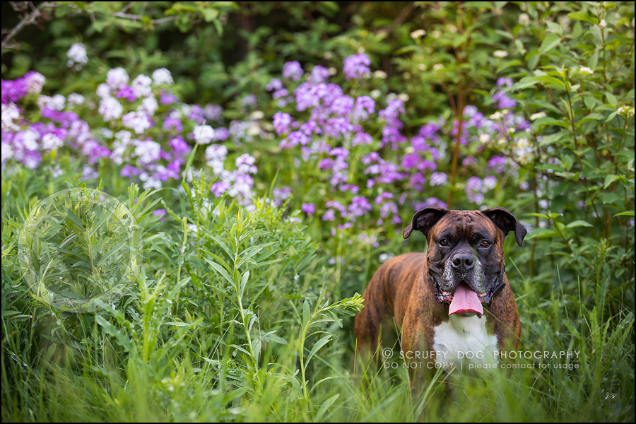 Capone &amp; Echo ~ {Windsor pet photographer} » scruffy dog ...