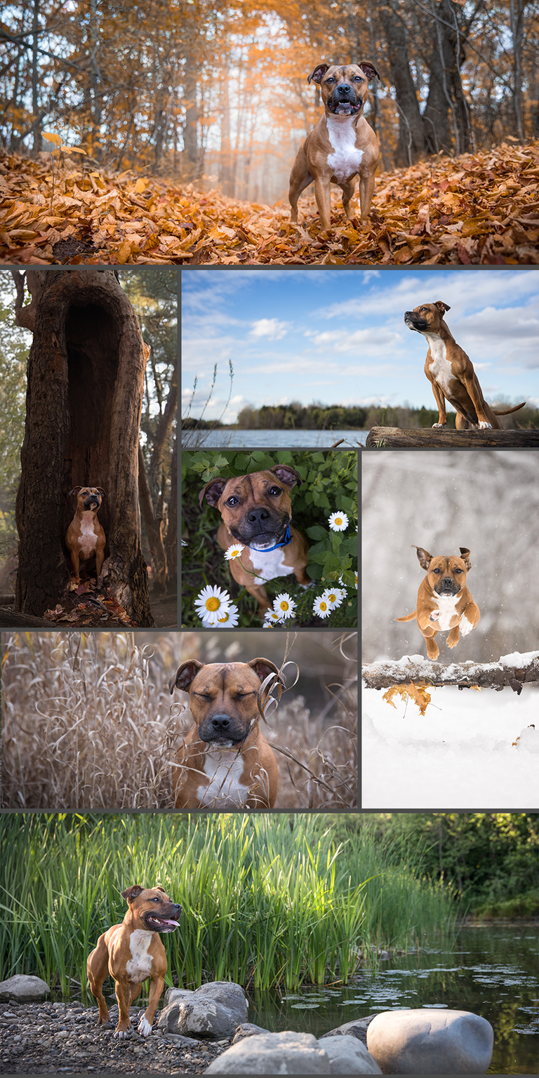 repeat scruffies - scruffy dog photography | award-winning professional ...
