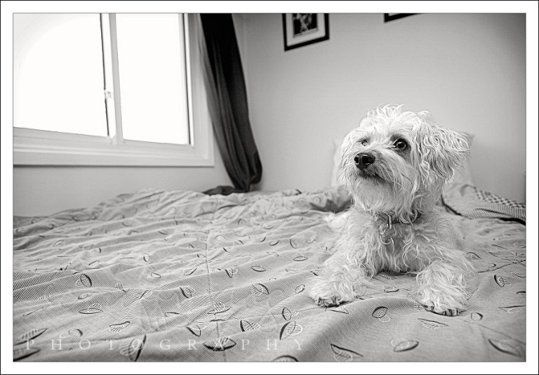 little-dexter-0200-bw