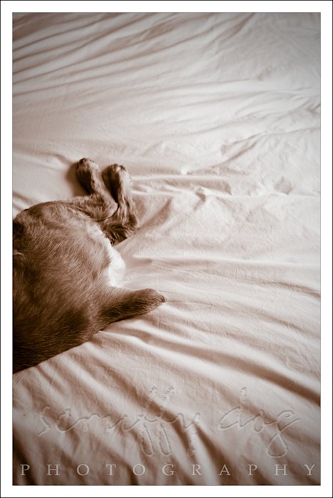 sdp_3690-choc sdp_3690-choc