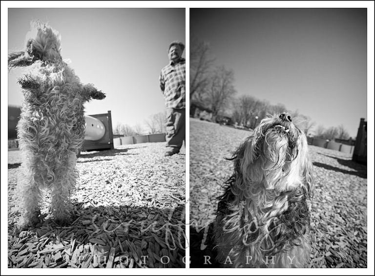 jasper-diptych