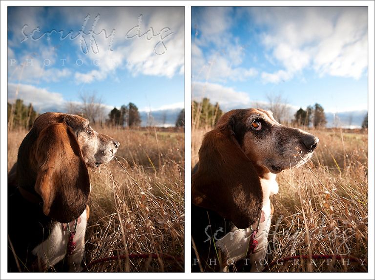 cinnamon-diptych