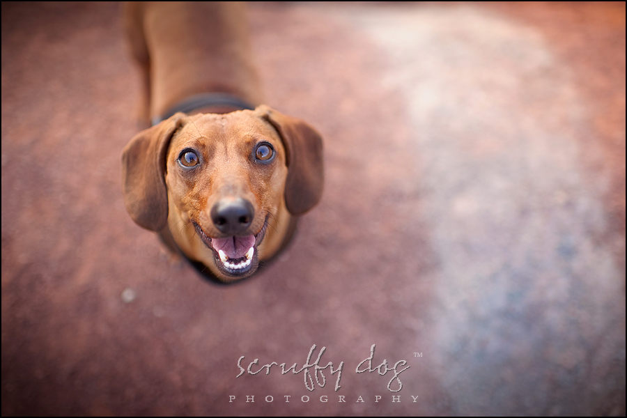 oscar ~ {Ontario pet photographer} » scruffy dog photography | award ...