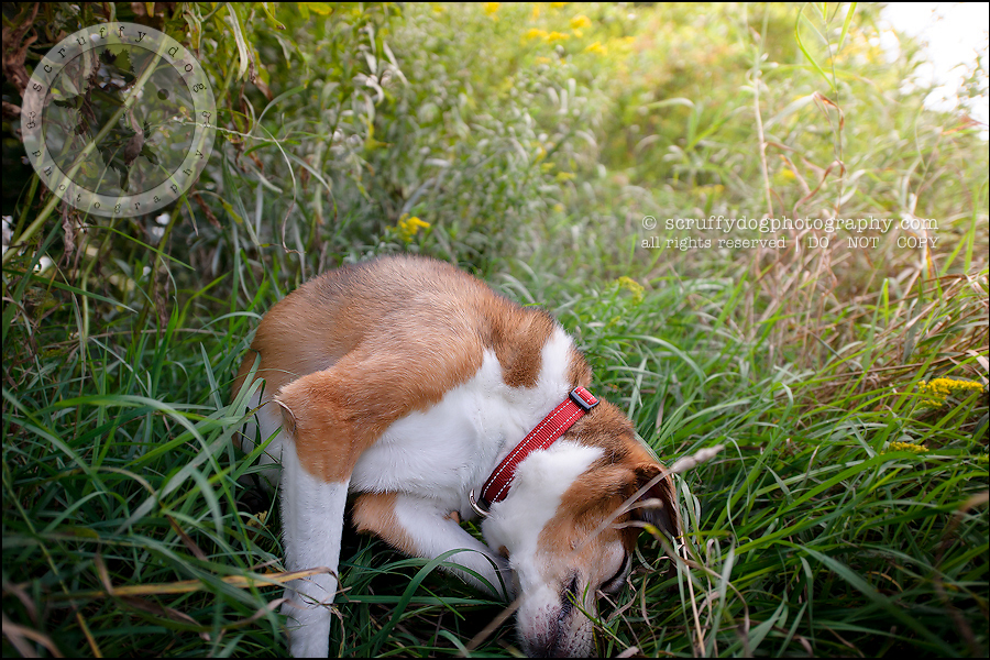 a few scruffies from our fabulous summer ~ {Ontario pet photographer ...