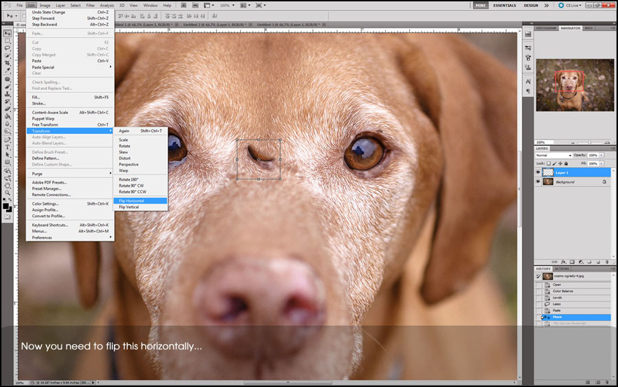 a little behind the scenes editing ~ {Ontario professional pet ...