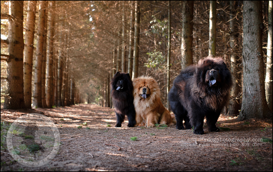 chows ~ {Montreal pet photographer} » scruffy dog photography | award ...