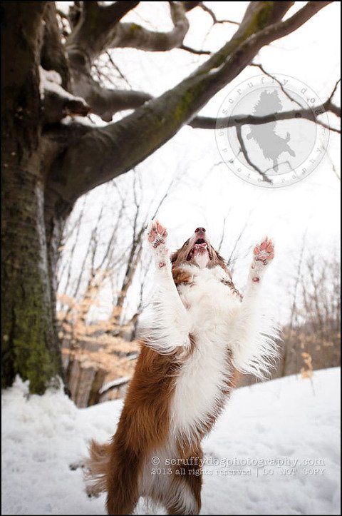 02-waterloo-ontario-pet-photographer-best-dog-onyx chase cote-89