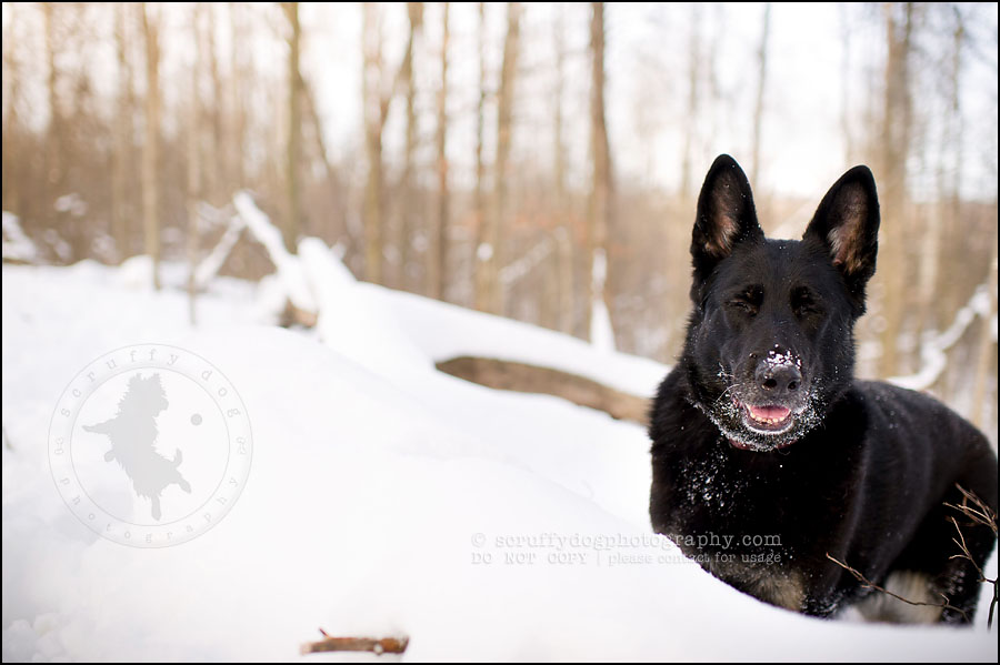 goodbye, lovely maya ~ {Toronto dog photographer} » scruffy dog ...