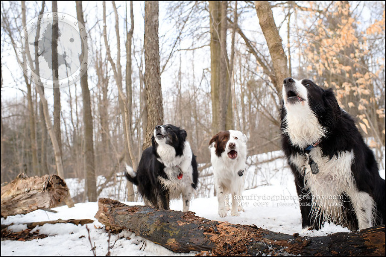 01-waterloo-pet-photographer-chaos axel maggie nicoll-379