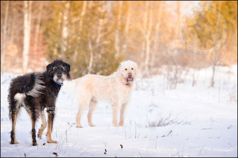 01-waterloo-pet-photographer-chewy huxley mathers-50