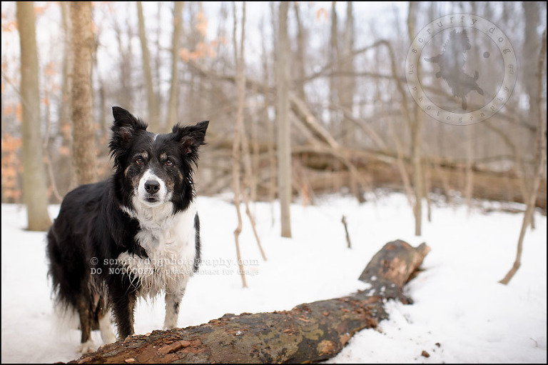 02-waterloo-pet-photographer-chaos axel maggie nicoll-342