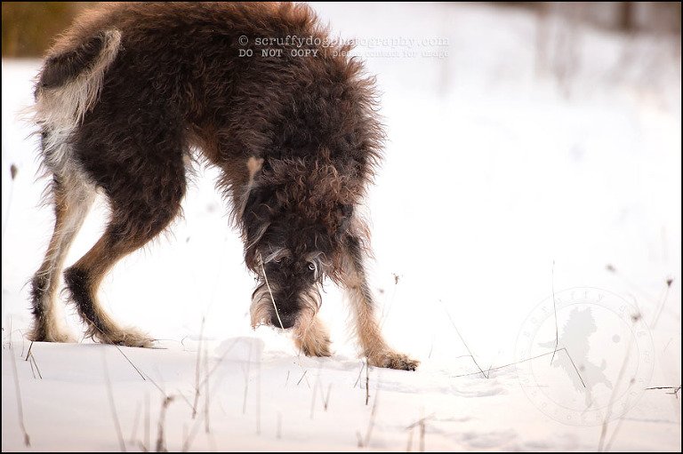 02-waterloo-pet-photographer-chewy huxley mathers-64