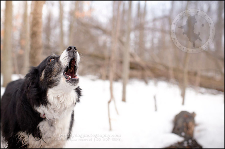 03-waterloo-pet-photographer-chaos axel maggie nicoll-344