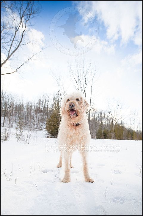 03-waterloo-pet-photographer-chewy huxley mathers-34