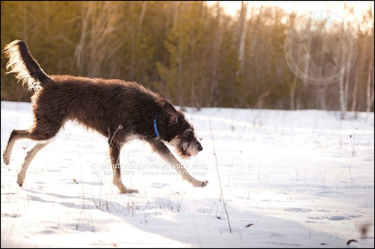 04-waterloo-pet-photographer-chewy huxley mathers-120