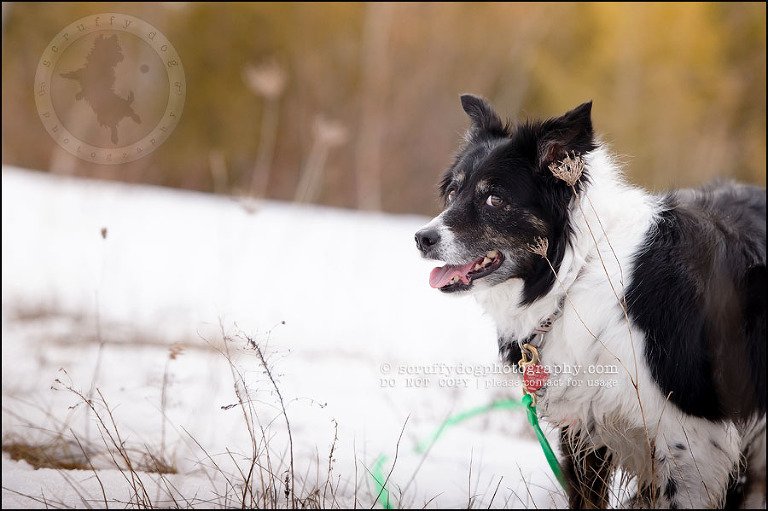 05-waterloo-pet-photographer-chaos axel maggie nicoll-199