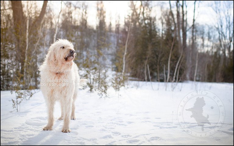 05-waterloo-pet-photographer-chewy huxley mathers-3