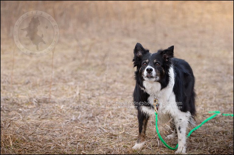 06-waterloo-pet-photographer-chaos axel maggie nicoll-169