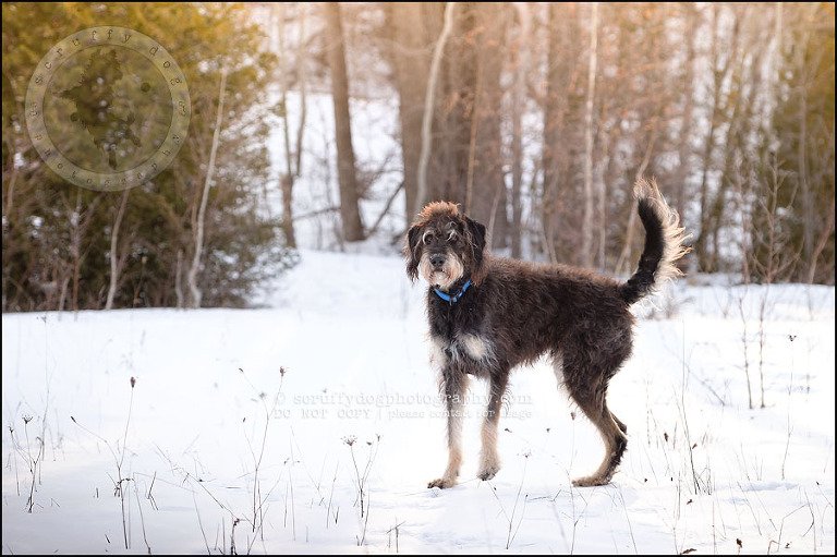 06-waterloo-pet-photographer-chewy huxley mathers-76