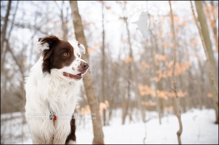 07-waterloo-pet-photographer-chaos axel maggie nicoll-362