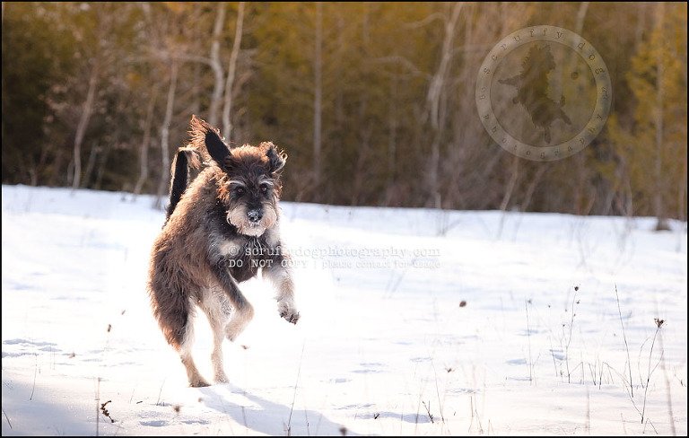 07-waterloo-pet-photographer-chewy huxley mathers-72