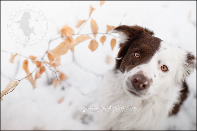 08-waterloo-pet-photographer-chaos axel maggie nicoll-368