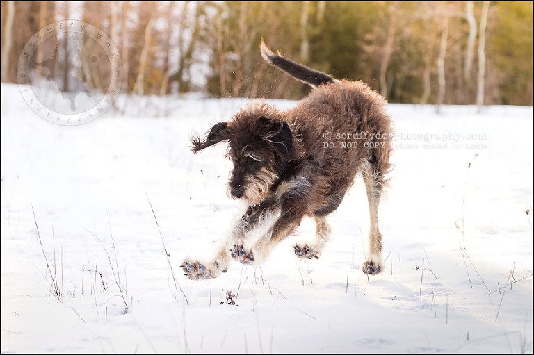 08-waterloo-pet-photographer-chewy huxley mathers-109
