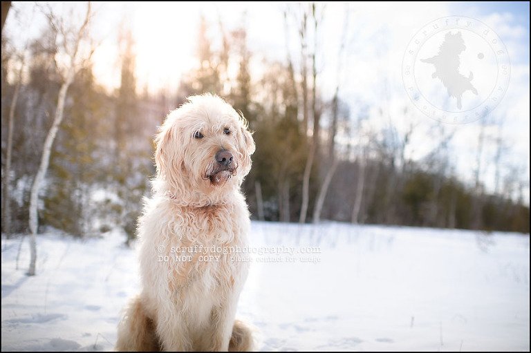 09-waterloo-pet-photographer-chewy huxley mathers-13