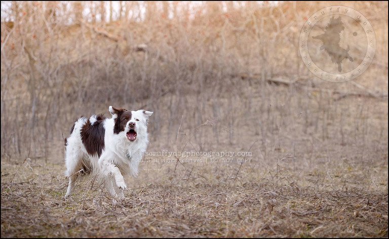 10-waterloo-pet-photographer-chaos axel maggie nicoll-98-Edit