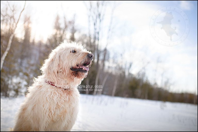10-waterloo-pet-photographer-chewy huxley mathers-8