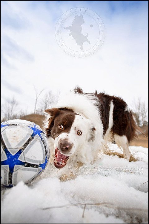 11-waterloo-pet-photographer-chaos axel maggie nicoll-302