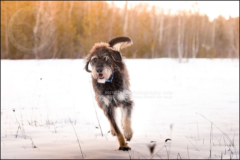 11-waterloo-pet-photographer-chewy huxley mathers-86