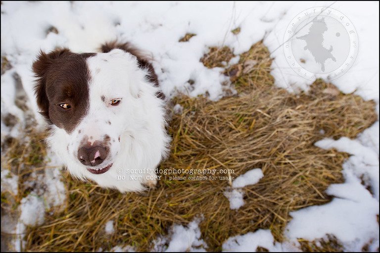 12-waterloo-pet-photographer-chaos axel maggie nicoll-295