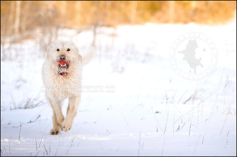 12-waterloo-pet-photographer-chewy huxley mathers-49