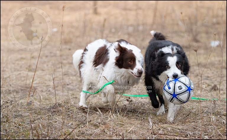 13-waterloo-pet-photographer-chaos axel maggie nicoll-138