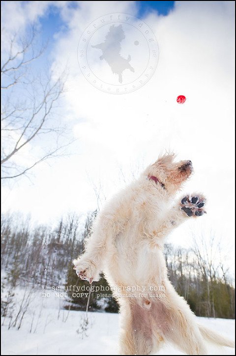 13-waterloo-pet-photographer-chewy huxley mathers-43