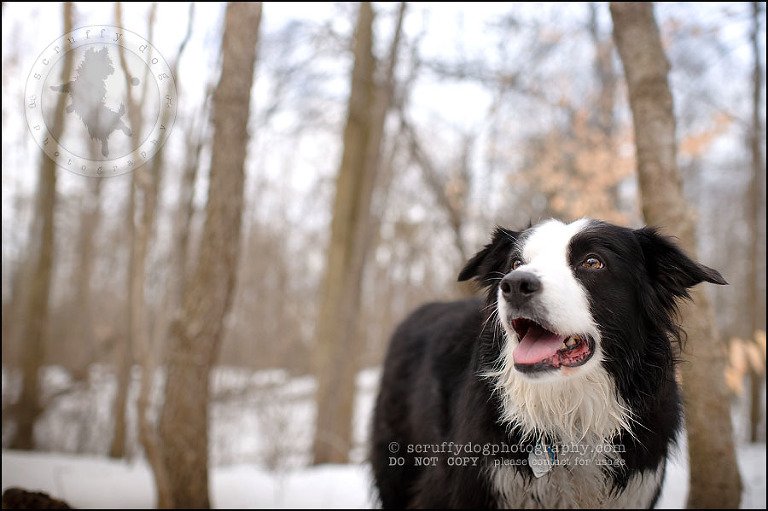 14-waterloo-pet-photographer-chaos axel maggie nicoll-320