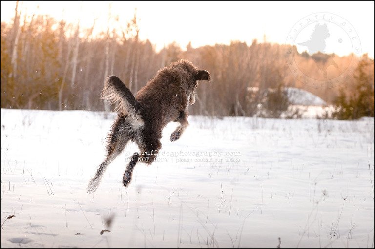 14-waterloo-pet-photographer-chewy huxley mathers-98