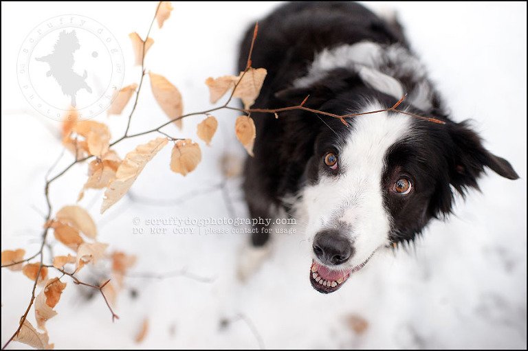 15-waterloo-pet-photographer-chaos axel maggie nicoll-323