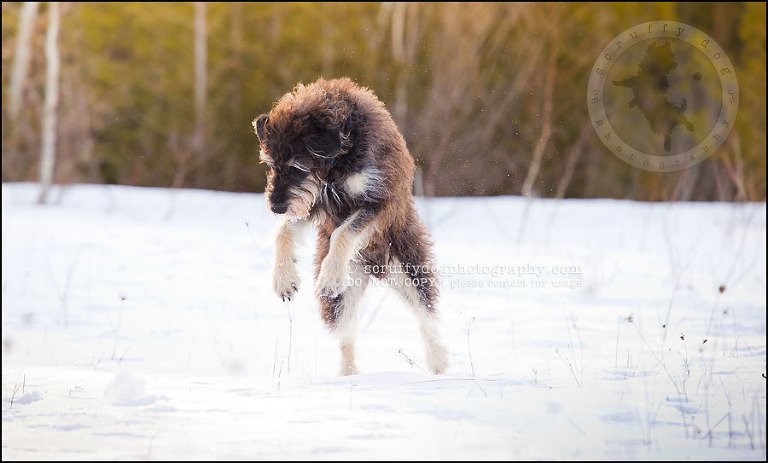 15-waterloo-pet-photographer-chewy huxley mathers-139