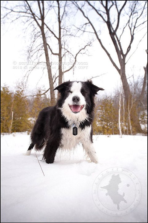 16-waterloo-pet-photographer-chaos axel maggie nicoll-267