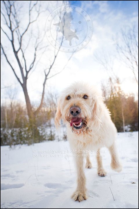 16-waterloo-pet-photographer-chewy huxley mathers-27