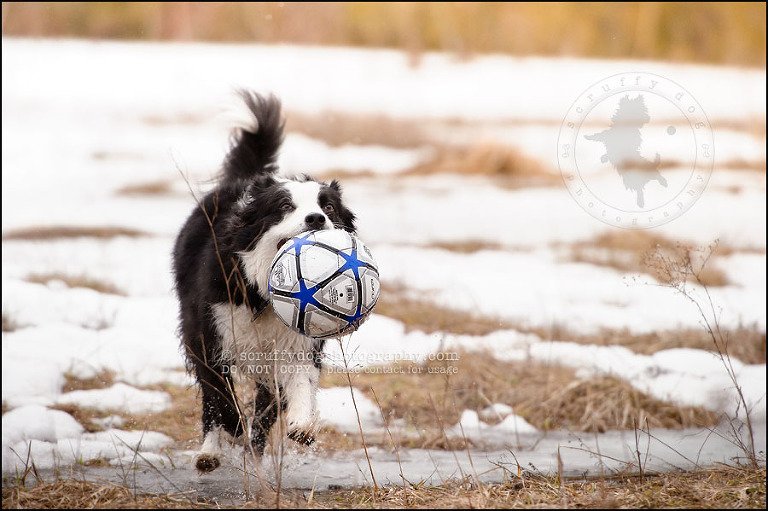 17-waterloo-pet-photographer-chaos axel maggie nicoll-25