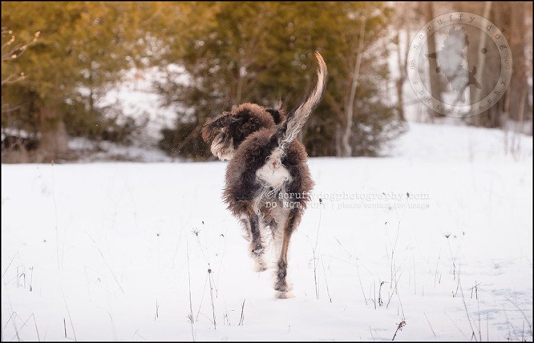 17-waterloo-pet-photographer-chewy huxley mathers-79